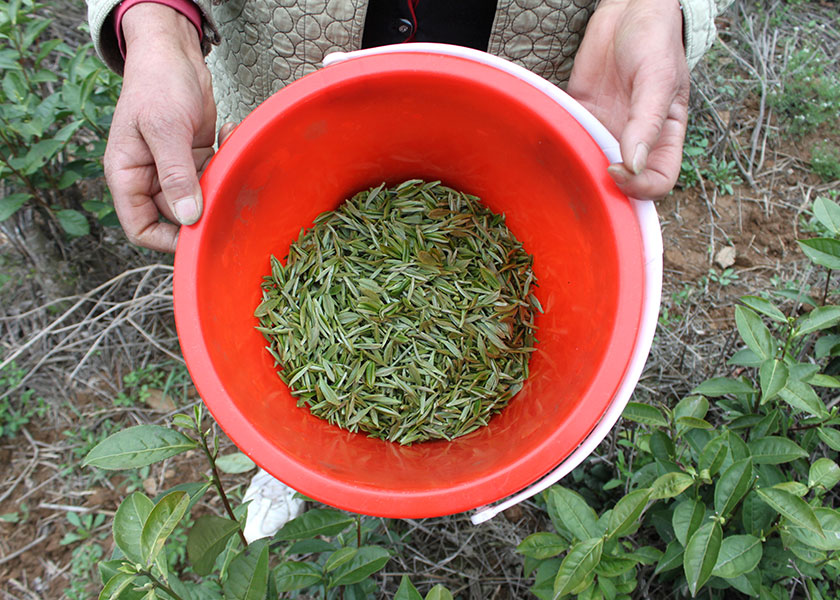 湖北白茶廠家