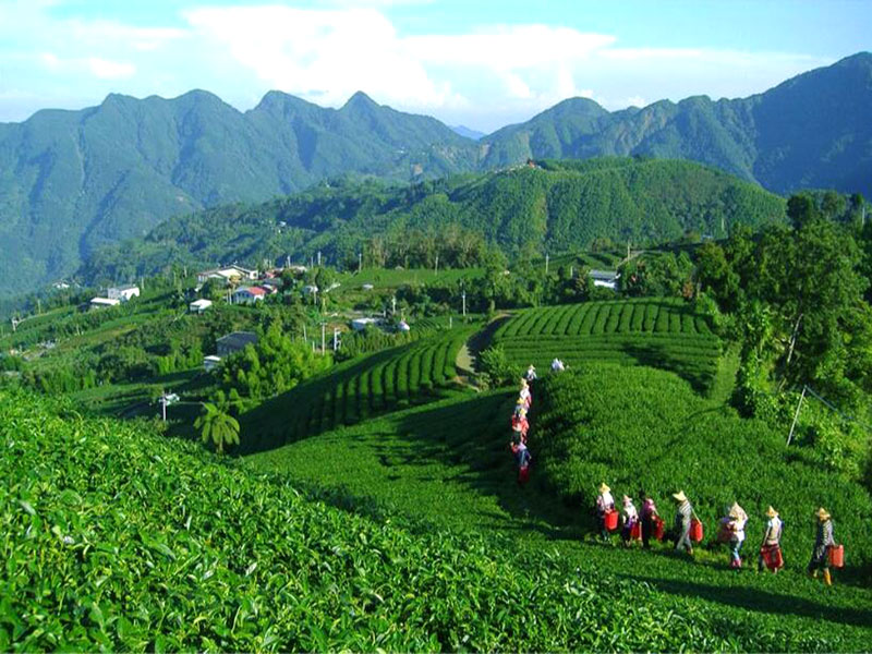 湖北白茶廠家