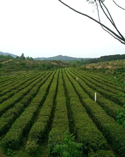 湖北綠茶廠家