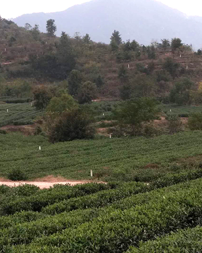 湖北綠茶廠家