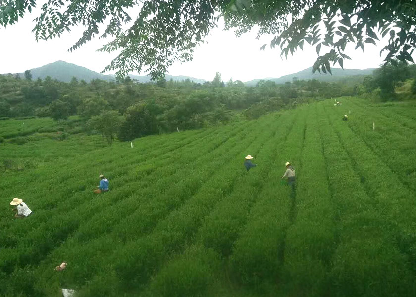 湖北綠茶廠家